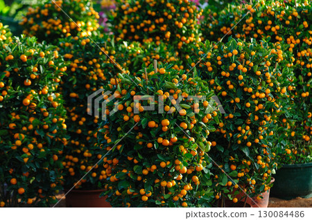 Potted plant Chinese citrus  for a happy chinese new year's decoration 130084486