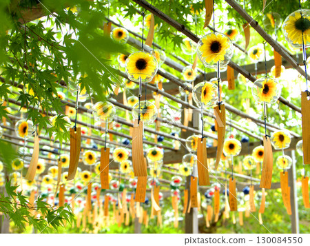 Summer sunflower wind chimes displayed at the Wind Chime Festival at Shojuin Temple in Ujitawara Town, Kyoto Prefecture, also known as the Wind Chime Temple. Summer sunflower wind chimes displayed at the Wind Chime Festival at Shojuin Temple in Ujitawara Town, Kyoto Prefecture, also known as the Wind Chime Temple. 130084550