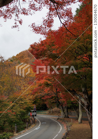 秋葉最美的藤川楓葉隧道 秋葉最美的藤川楓葉隧道 130084670