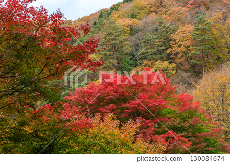 The maple tunnel along the Fujikawa River at its peak of autumn foliage The maple tunnel along the Fujikawa River at its peak of autumn foliage 130084674