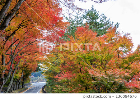 The maple tunnel along the Fujikawa River at its peak of autumn foliage 130084676