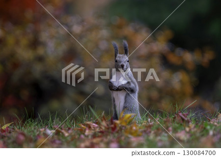 Ezoris 依偎在森林裡 Ezoris 依偎在森林裡 130084700