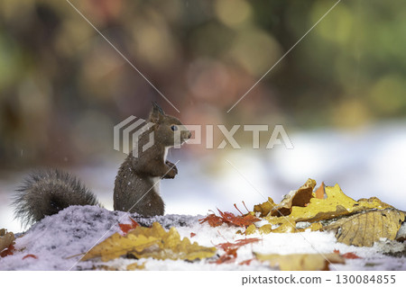 伊佐瑞斯依nest在落葉中 伊佐瑞斯依nest在落葉中 130084855