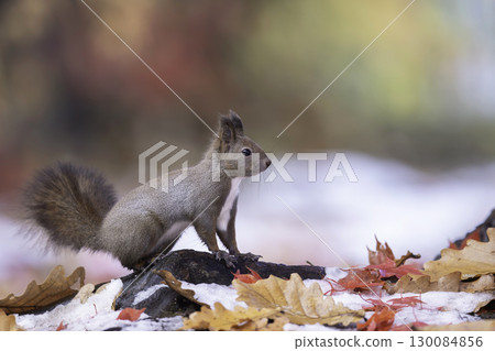 伊佐瑞斯依nest在落葉中 130084856