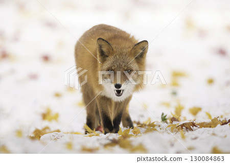 一隻紅狐狸依偎在落葉堆積的雪中 一隻紅狐狸依偎在落葉堆積的雪中 130084863