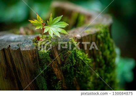 A single seedling growing from a decaying tree 130084875