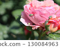Long-legged scarab beetles damaging roses 130084963