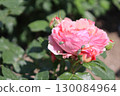 Long-legged scarab beetles damaging roses 130084964