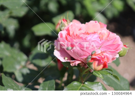 Long-legged scarab beetles damaging roses Long-legged scarab beetles damaging roses 130084964