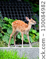 A deer 130084982