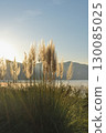 Pampasgrass 130085025