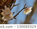 plum	 130085029