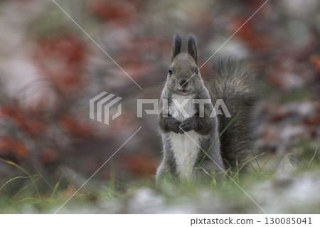 Ezoris nestled in the forest 130085041