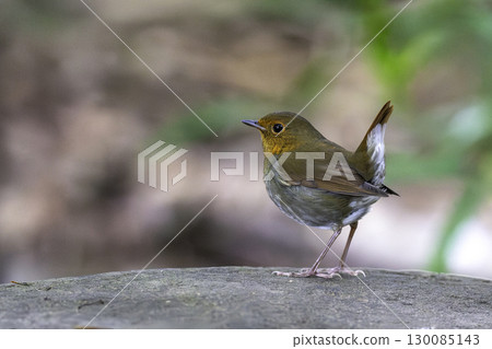 知更鳥站在岩石上 130085143
