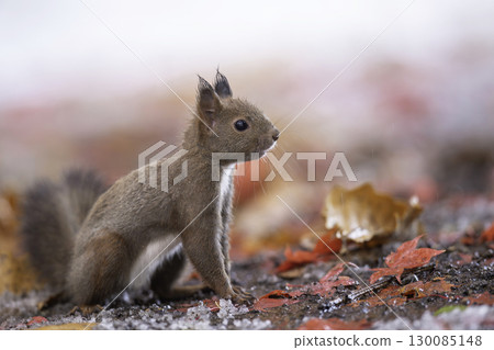 伊佐瑞斯依nest在落葉中 130085148