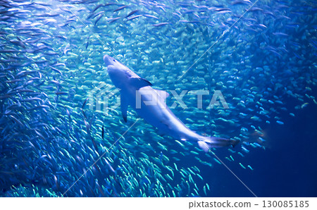 鯊魚在水族館游泳 130085185