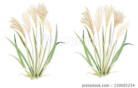 日本蒲葦的水彩插圖 130085254