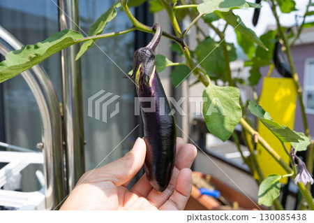 在陽台上種植茄子（在花盆裡） 130085438