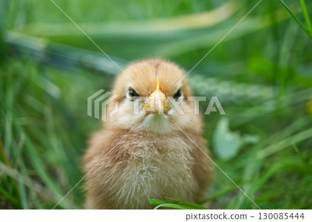 This adorable chick gives a grumpy stare from the green grass in this close-up portrait. This adorable chick gives a grumpy stare from the green grass in this close-up portrait. 130085444