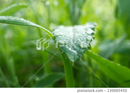 A detailed macro shot captures water droplets on a vibrant green leaf. 130085450