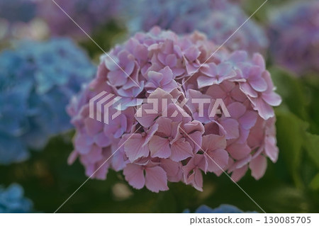 陰天裡美麗的繡球花 陰天裡美麗的繡球花 130085705