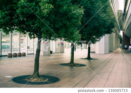 Sidewalk with street trees 130085715