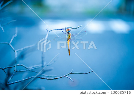 Dragonfly that fits in branches 130085716