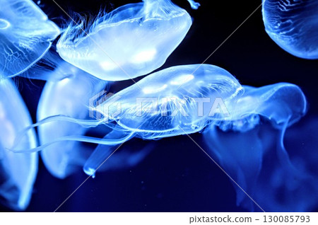 The jellyfish waltz is so fun, swaying back and forth. The jellyfish waltz is so fun, swaying back and forth. 130085793