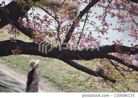盛開的「河澤櫻花」/河岸邊盛開的河津櫻花 130086135