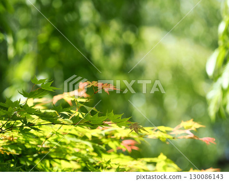 Blue maple leaves on a pale background 130086143