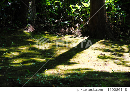 樹影延伸到長滿苔蘚的地面 130086148