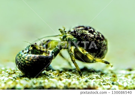 Hermit crab asks for your house Hermit crab asks for your house 130086540