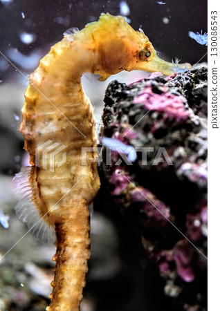 A seahorse is thinking, who should I make fall in love with today? A seahorse is thinking, who should I make fall in love with today? 130086543