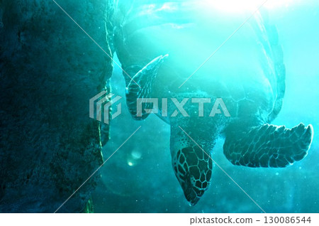 我是一隻海龜。今天帶大家參觀龍宮城。 我是一隻海龜。今天帶大家參觀龍宮城。 130086544