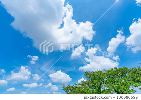 Blue sky, clouds and grove 130086659