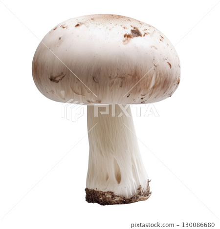 Studio macro photo of Agaricus bisporus white button mushrooms with smooth caps and visible gills isolated on clean transparent background 130086680