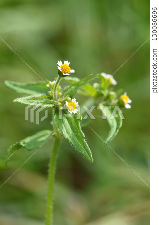 Hakodamegenki (swept chrysanthemum) 130086696