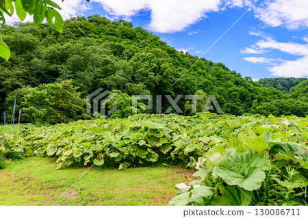 北海道腳寄町「羅安吹賞花場」的夏日藍天下，野生的巨型白屈菜 130086711