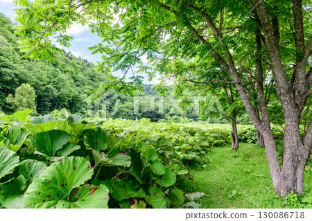 Giant butterbur growing wild under the blue summer sky at the "Rauanbuki Appreciation Field" in Ashoro Town, Hokkaido 130086718