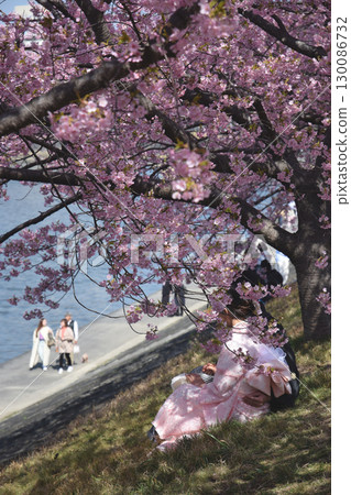 盛開的「河澤櫻花」/河岸邊盛開的河津櫻花 130086732