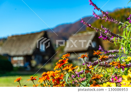 Shirakawago在秋天 130086953