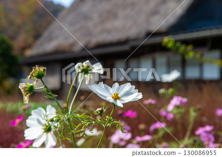 Shirakawago in autumn 130086955