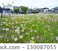 一片蒲公英絨毛遍布在住宅區的一塊空地上。 130087055