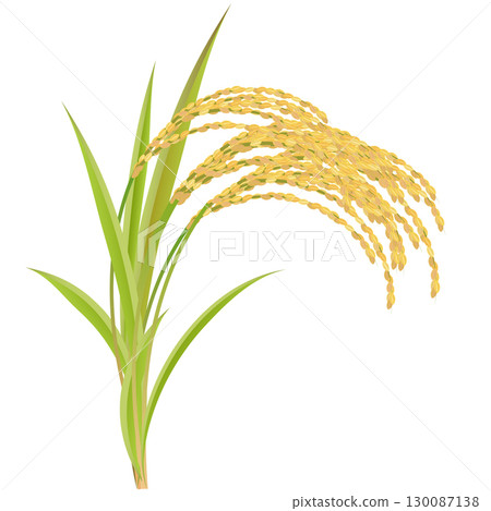 Rice 130087138
