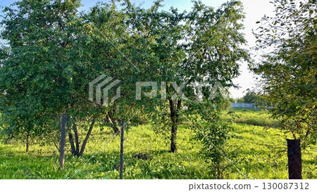 Lush green landscape with several deciduous trees casting shadows on the grass. 130087312