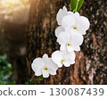 White orchid flowers on tree 130087439