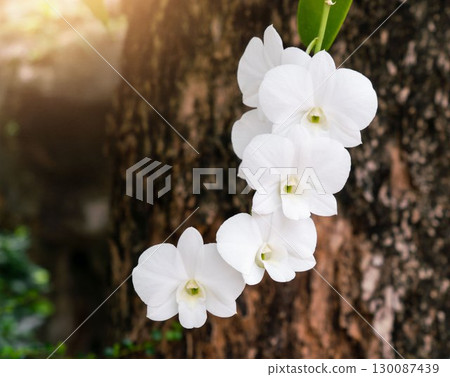 White orchid flowers on tree 130087439