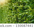 Green leaf fence with sunrise for background 130087441