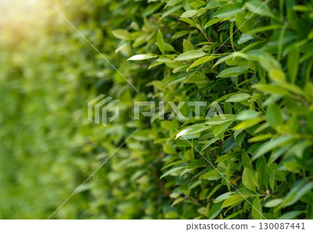 Green leaf fence with sunrise for background 130087441