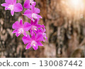 Pink orchid flowers on tree 130087442